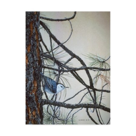 Trademark Fine Art Ron Parker 'White Breasted Nuthatch' Canvas Art, 24x32 ALI32587-C2432GG